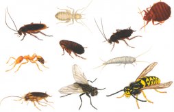 Борьба с насекомыми в помещении